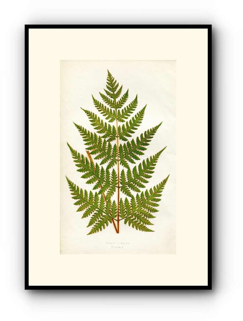 Antique Botanical Print Edward Joseph Lowe Fern Book Plate Pteris Hirsuta 1859 Wood Block Engraving
