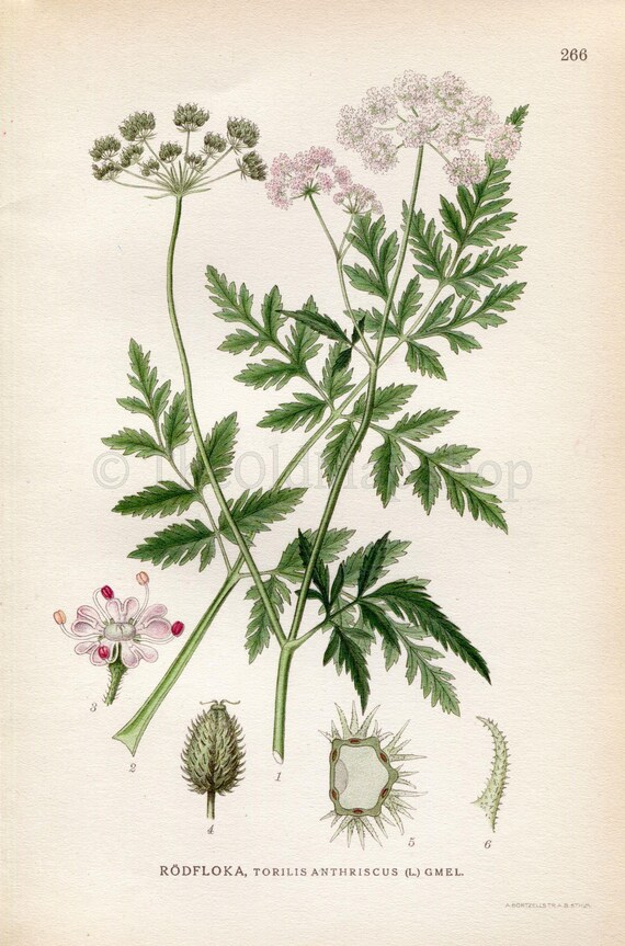 1922 Japanese Hedgeparsley Hedge Parsley Torilis Anthriscus Etsy 1922 Japanese Hedgeparsley Hedge Parsley Torilis Anthriscus Etsy