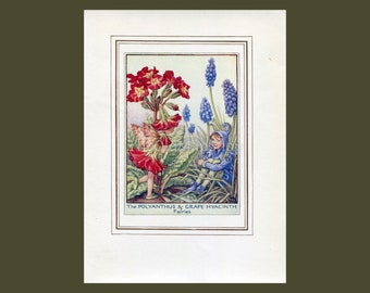 Polyanthus & Grape Hyacinth Flower Fairy 1950's Vintage Print Cicely Barker Garden Book Plate G010