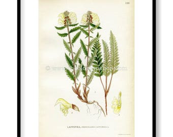 1922 Lapland Lousewort, Antique Print (Pedicularis Lapponica) by Lindman, Botanical Flower Book Plate 124, Green, Yellow