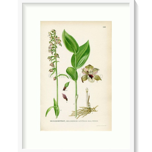 1926 Dune helleborine, Epipactis dunensis (Helleborine latifolia) Vintage Antique Print by, Lindman Botanical Flower Book Plate 648, Green