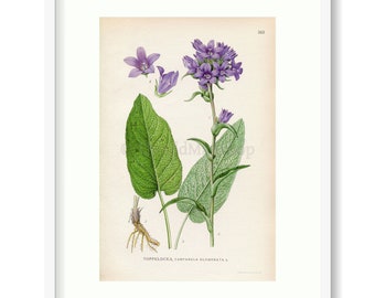 1926 Clustered Bellflower, Dane's blood (Campanula glomerata) Vintage Antique Print by Lindman Botanical Flower Book Plate 563, Green Violet