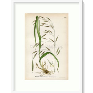 1926 Lesser Hairy-brome, Grass Bromus benekenii Vintage Antique Print by Lindman Botanical Flower Book Plate 444 image 1