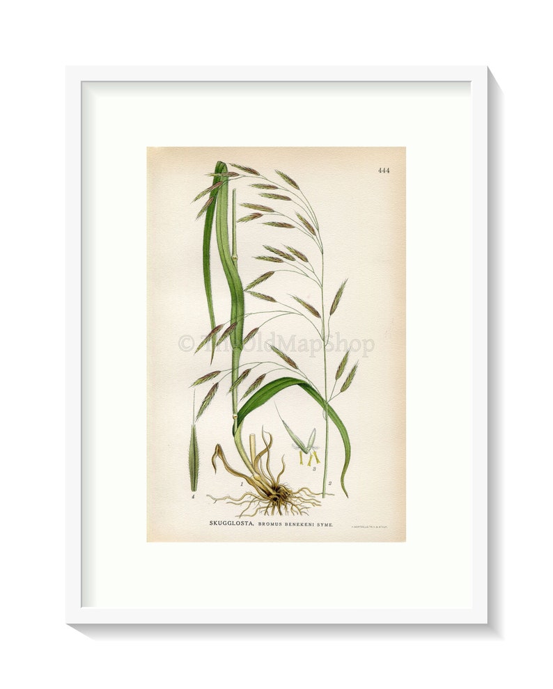 1926 Lesser Hairy-brome, Grass Bromus benekenii Vintage Antique Print by Lindman Botanical Flower Book Plate 444 image 1