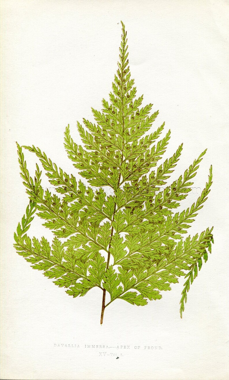 1860 Wood Block Engraving Davallia Immersa Book Plate Edward Joseph Lowe Fern Antique Botanical Print