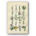 see more listings in the Botanical Prints section