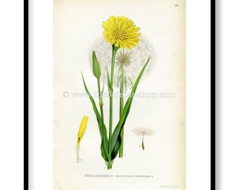 1922 Jack-go-to-bed-at-noon Antique Print (Tragopogon Pratensis) by Lindman, Botanical Flower, Book Plate 39, Yellow, Green, White.