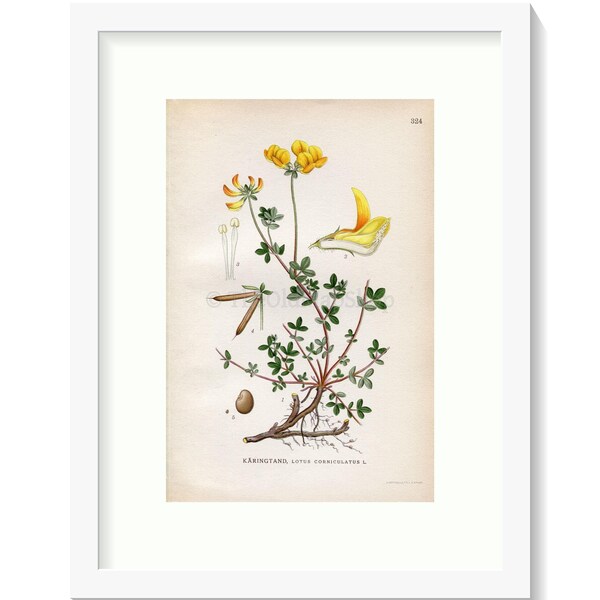 1922 Vogelpoot klaverblad, (Lotus corniculatus) Vintage, Antieke Print door Lindman, Botanische Bloem Boek Plaat 324, Groen, Geel