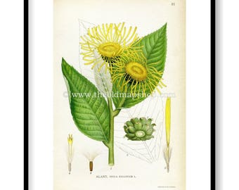 1922 Horse-heal, Elfdock Antique Print (Inula Helenium) by Lindman, Botanical Flower, Book Plate 31, Green, Yellow.