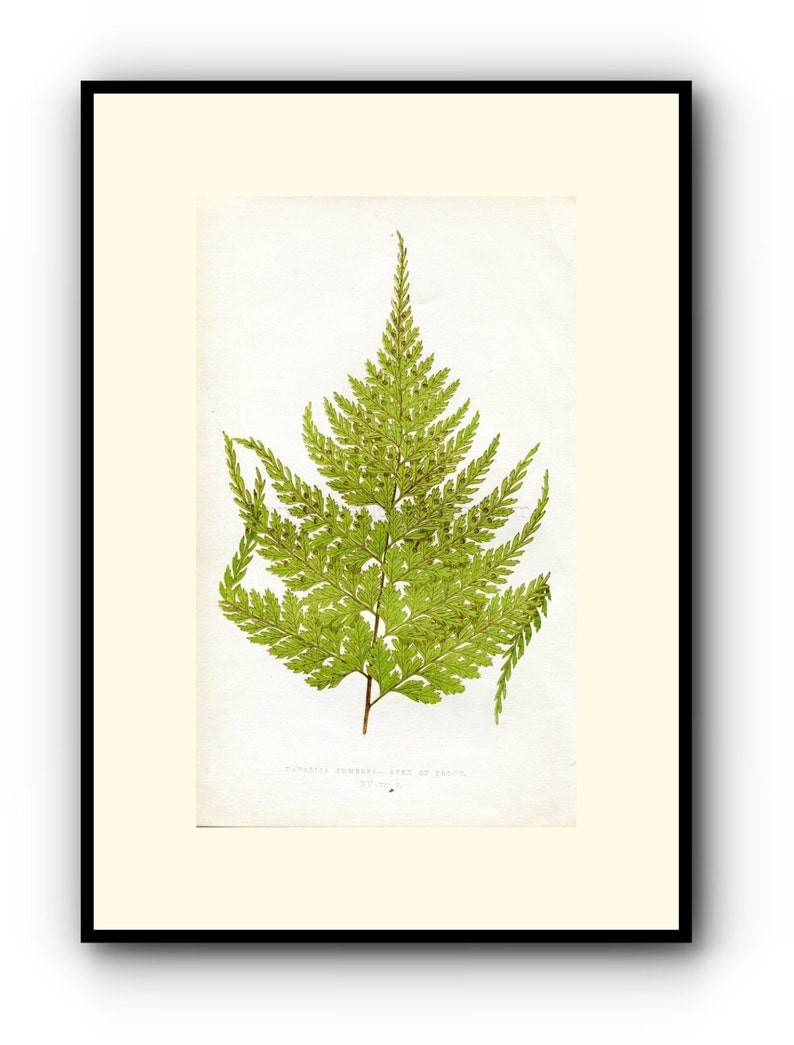 1860 Wood Block Engraving Davallia Immersa Book Plate Edward Joseph Lowe Fern Antique Botanical Print