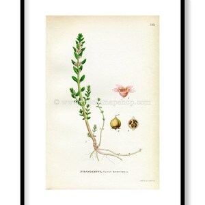 1922 Sea Milkwort, Sea Milkweed, Black Saltwort, Antique Print Glaux Maritima by Lindman, Botanical Flower Book Plate 135, Green, Pink image 1