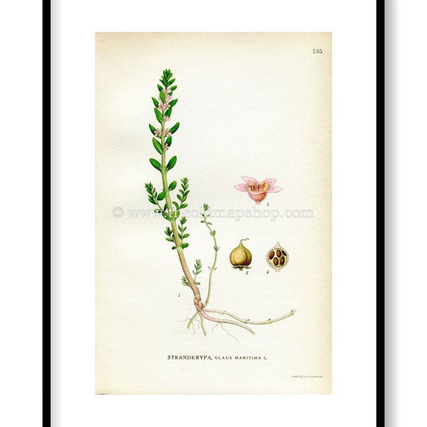 1922 Sea Milkwort, Sea Milkweed, Black Saltwort, Antique Print (Glaux Maritima) by Lindman, Botanical Flower Book Plate 135, Green, Pink