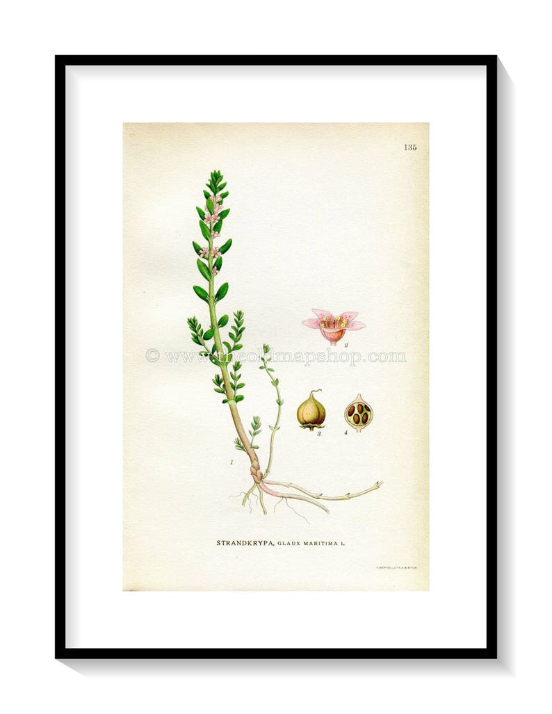 1922 Sea Milkwort, Sea Milkweed, Black Saltwort, Antique Print Glaux Maritima by Lindman, Botanical Flower Book Plate 135, Green, Pink image 1