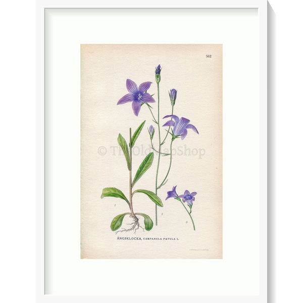 1926 Spreading Bellflower (Campanula patula) Vintage Antique Print by Lindman Botanical Flower Book Plate 562, Green, Violet