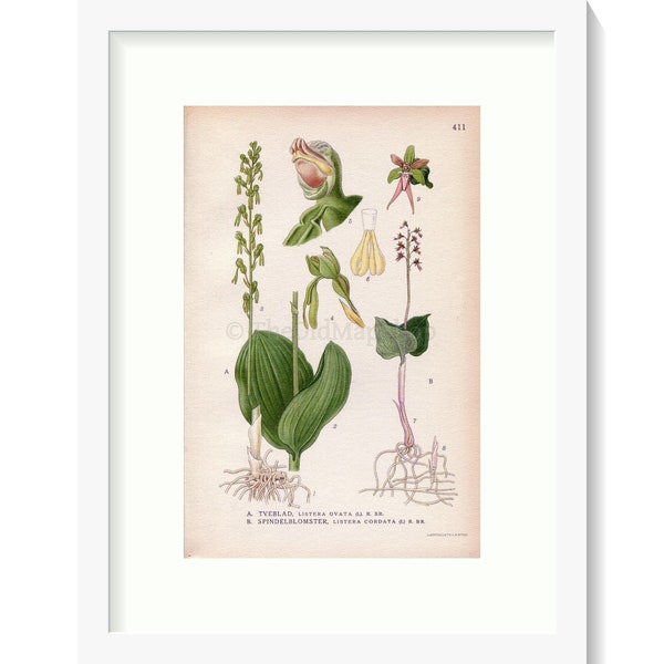 1922 Common Twayblade, Neottia Orchid (Listera ovata, Listera cordata) Vintage Antique Print by Lindman, Botanical Flower Book Plate 411