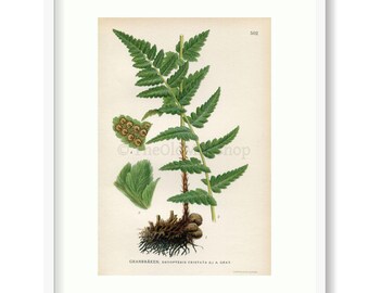 1926 Crested Wood fern, Crested Buckler-fern (Dryopteris cristata) Vintage Antique Print by Lindman Botanical Flower Book Plate 502, Green