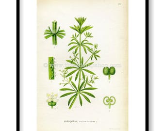 1922 Cleavers, Goosegrass Antique Print (Galium Aparine) by Lindman, Botanical Flower Book Plate 68, Green