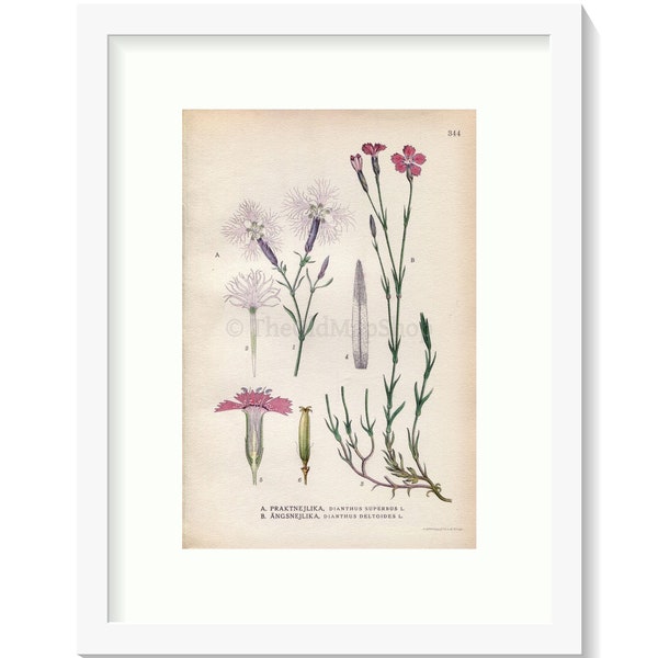 1922 Fringed Pink, Maiden Pink (Dianthus superbus, Dianthus deltoides) Vintage, Antique Print by Lindman, Botanical Flower Book Plate 344