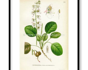1922 Round-leaved Wintergreen, Antique Print (Pyrola Rotundifolia) by Lindman, Botanical Flower Book Plate 152, Green, White