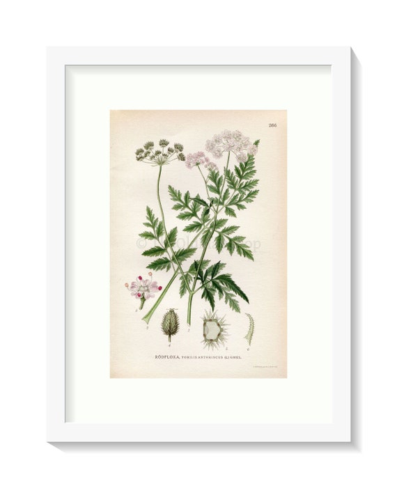 1922 Japanese Hedgeparsley Hedge Parsley Torilis Anthriscus Etsy