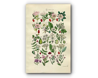 1914 Sowerby Antique Botanical Print, Dog Rose, Medlar, Hawthorn, May, Wild Pear, Wild Apple, Crab Apple, Plate 22, (Plants 421 - 440)