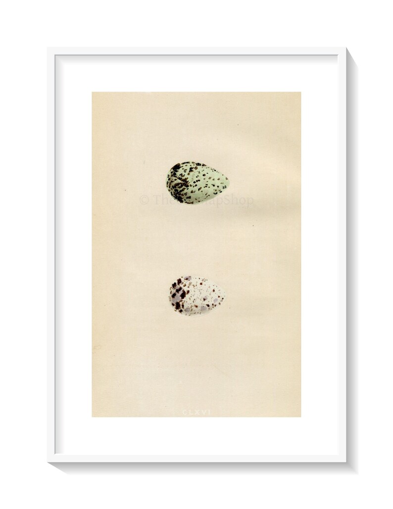 Green Sandpiper /& Wood Sandpiper 1867 Book Plate CLXVI Morris Antique Birds Egg Print