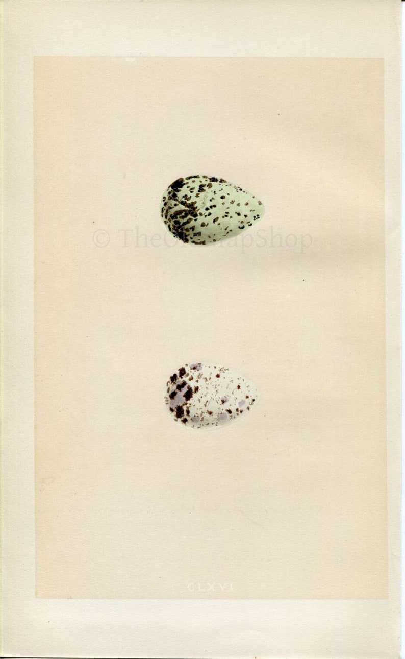 Green Sandpiper /& Wood Sandpiper 1867 Book Plate CLXVI Morris Antique Birds Egg Print