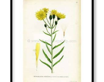 1922 Narrow-leaf Hawkweed Antique Print (Hieracium Umbellatum) by Lindman, Botanical Flower, Book Plate 41, Yellow, Green.
