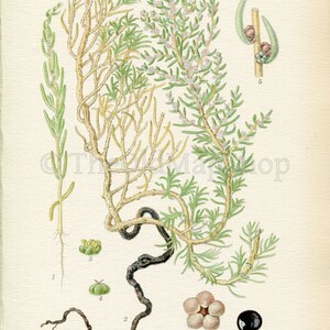 1926 Herbaceous Seepweed, Annual Seablite Suaeda maritima Vintage Antique Print by, Lindman Botanical Flower Book Plate 642, Green image 2