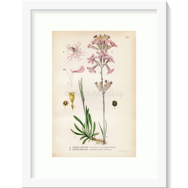 1922 Sticky Catchfly, Ragged-Robin (Viscaria vulgaris Roehl, Lychnis flos-cuculi) Vintage Print by Lindman, Botanical Flower Book Plate 341