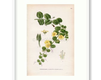 1926 Creeping Jenny, Moneywort, Herb Twopence (Lysimachia nummularia) Vintage Antique Print by Lindman Botanical Flower Book Plate 583