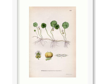 1922 Common Pennywort, Water Naval, Money Plant (Hydrocotyle vulgaris) Vintage, Antique Print by Lindman, Botanical Flower Book Plate 268