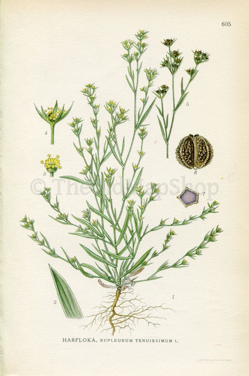 1926 Slender Hare's-ear Bupleurum tenuissimum Vintage Antique Print By, Lindman Botanical Flower Book Plate 605, Green, Yellow image 2