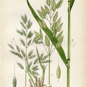 1926 Soft brome, Bull grass, Rye brome Bromus hordeaceus, Bromus secalinus Vintage Print by Lindman Botanical Flower Book Plate 446 image 2