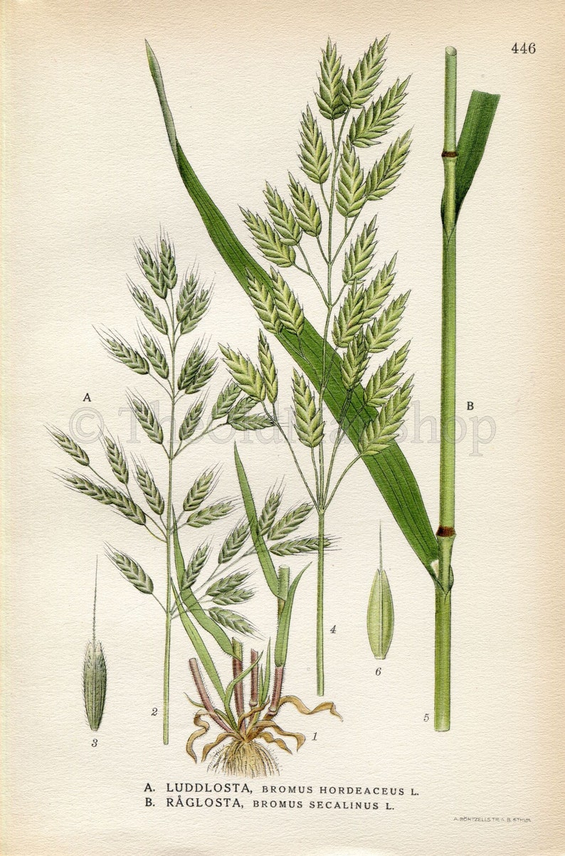 1926 Soft brome, Bull grass, Rye brome Bromus hordeaceus, Bromus secalinus Vintage Print by Lindman Botanical Flower Book Plate 446 image 2