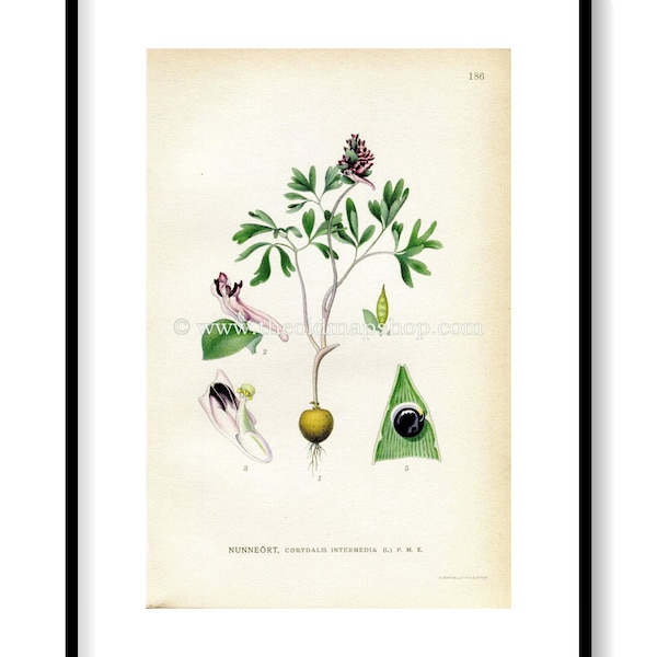 1922 Fumewort Antique Print (Corydalis Intermedia) by Lindman, Botanical Flower Book Plate 186, Green, Purple