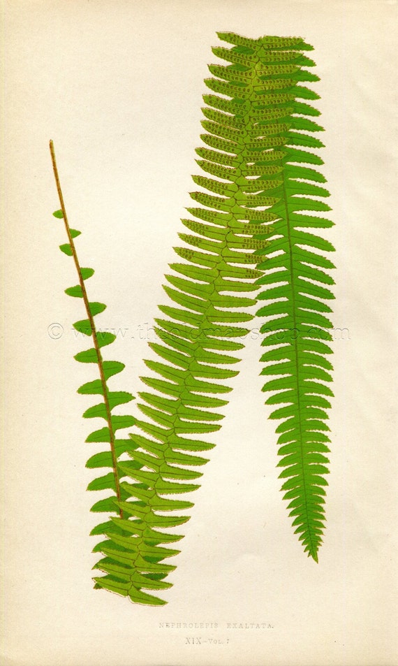 1868 Pair of Antique Leaf Prints by Edward Joseph Lowe c