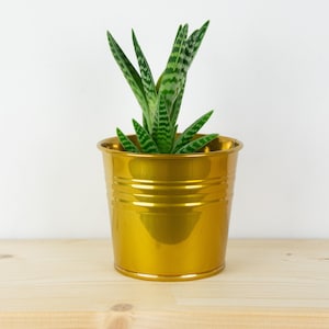 Może przedstawiać: Mała zielona roślina sukulentowa w złotej metalowej doniczce. Doniczka ma błyszczące, metaliczne wykończenie.