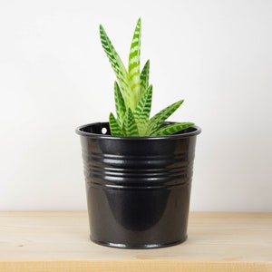 以下が含まれることがあります： 黒色の金属製の鉢に植えられた、緑と白の縞模様の小さな多肉植物。鉢は少し使い古したような風合いがあり、明るい木製の表面の上に置かれている。