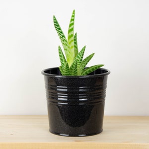 Puede incluir: Una pequeña planta suculenta rayada verde y blanca en una maceta negra moteada. La maceta está sobre una superficie de madera clara.