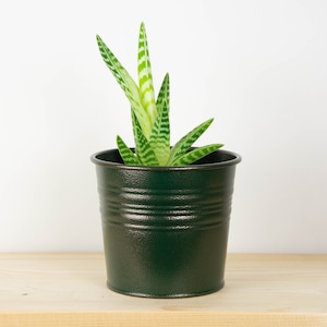 May include: A small green potted plant with striped green and white leaves. The plant is in a dark green metal pot with a textured surface.