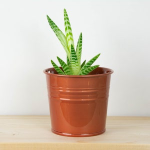 Może przedstawiać: Mała, zielono-biała, paskowana roślina sukulentowa w doniczce z terakoty.