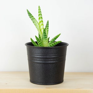 May include: A small green and white striped succulent plant in a black metal pot. The pot has a textured surface.