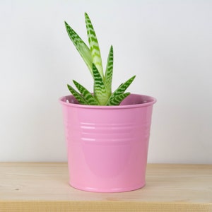 Puede incluir: Una pequeña planta suculenta verde en una maceta de metal rosa. La maceta tiene una forma ligeramente redondeada y está sentada sobre una superficie de madera clara.