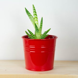 May include: A small green and white striped succulent plant in a red metal pot. The pot has a slightly textured surface.
