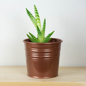 May include: A small green succulent plant with white stripes growing in a copper colored metal pot.