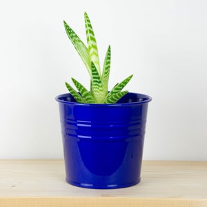 Könnte beinhalten: Eine kleine grüne Sukkulente mit weißen Streifen, die in einem blauen Metalltopf wächst. Der Topf steht auf einer hellbraunen Holzoberfläche.