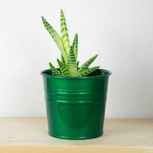 Puede incluir: Una pequeña maceta de metal verde con una planta suculenta verde con rayas blancas en las hojas.