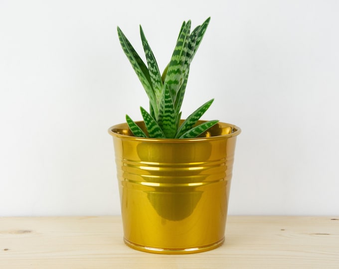 Metal Plant Pot - Candy Gold Color - Metal Planter - Succulent Planter - Home Decor - Plant Holder - Metal Bucket