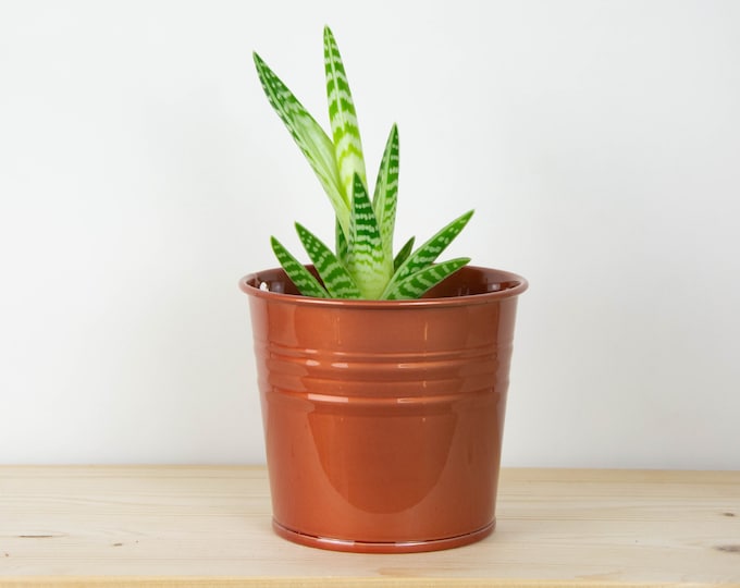 Metal Plant Pot - Candy Rose Color - Metal Planter - Succulent Planter - Home Decor - Plant Holder - Metal Bucket